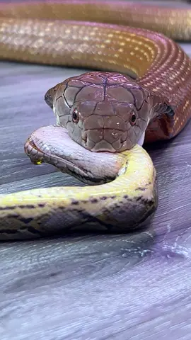 The King of The Jungle 🐍👀💪 #snake #kingcobra #cobra #venomous #animals #reptile #king #foryoupage  No Animals Were Harmed in this Video.
