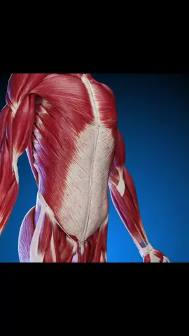 Strengthen your anatomy knowledge 💪! Check out our 3D models for a layered look at abdominal muscles. Perfect for med students and fitness buffs! #AnatomyLearning  #CoreMuscles  #SciePro  #EduTikTok #muscles  #physio  #meded  #3d  #vray  #cg  #anatomy  #abs
