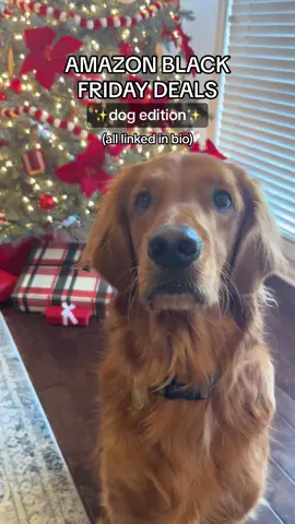 (paid link)🔗 linked in bio on our amazon faves under “black friday 2023” #blackfriday #amazonaffiliate #amazon #amazonmusthaves #dog #puppy #shopping 