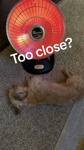 Too close to the heater? But she loves it! #dogsoftiktok #hotdog #wienerdog #tooclose #dangerous  