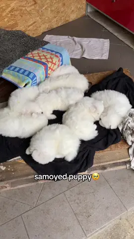 #samoyedpuppy 