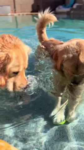 Looking for floating tennis balls this black black friday. #goldenretriever #blue #tub 