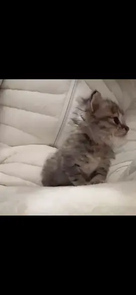 What does he want 😭 #cat #cute #meowing #kitten #cutecatvideo 