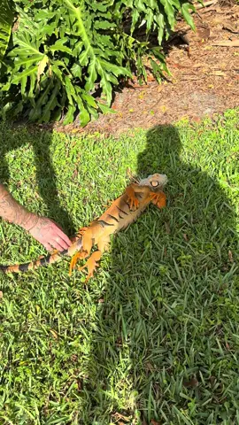 So dramatic bruh…. #Stackz954 #FloridasFavorite #ExoticExpress #Iguana #Florida 