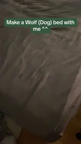 || I‘m at my Fathers Home :) || || And I hope you enjoyed this video ^^ || #Therian #wolf #bed #wolfbed #den #pillows #plankets #fy #foryoupage #viral #goviral 