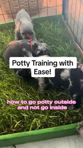 Favorite New Find!✅ #dogmom #dogsoftiktok #puppylove #puppy #puppies 