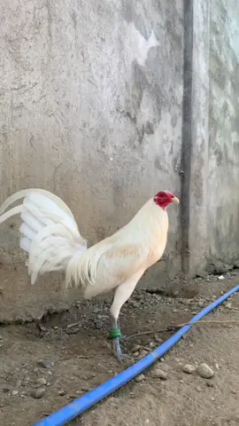 Pogi muna😍 #sabongislife🐓🐓👌 #sabongerotiktok🐓🐓🐓😘 #fouryou #NNJBACKYARD #fyppppppppppppppppppppppp #LearnItOnTikTok #trending #trend #whitehatch🐓💪💪 