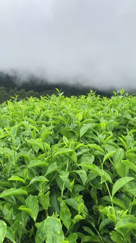 Segerr banget kalo liat kebun teh gini,masyaallah🍃😍#foryou #fyp #fypsounds #bandungaesthetic 