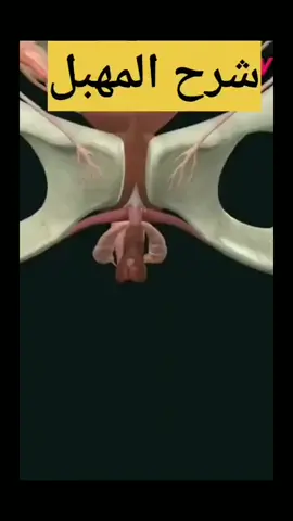 #المهب تشريح 