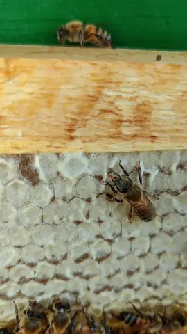 honey bee 🐝🍯 #bee #honey #natural #nature #like #fypシ #foryou #foryoupage #gofyp #fyp #go_for_viral #goviral #food #cute 