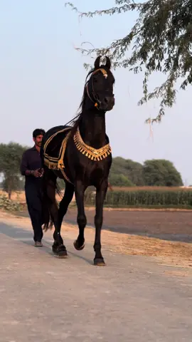 Ghulam E Ali⚜️🐎, MashAllah 🖤@Shah Horsemanship Farm & Stud  #horselovers #EquestrianLife #pakistanhorses #TikTokEquestrians #beautifulanimals #ridingadventures #HorsebackFun #animalfriends #ViralPets #ExplorePakistan #ElegantHorse #Showmanship #majesticbeauty #HorsePower #shahhorsemanship #ghora_ghulam_e_ali #indigenoushorsesofpakistan #horses #topstallion #globalhorsecommunity #wahghorawah #ghoradancepk #horsedance #dancerhorse 
