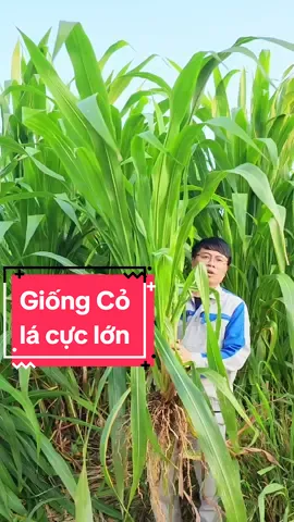 Giống Cỏ Chăn Nuôi Gia Súc lá rất lớn. Lá cỏ giống như lá #câycaolương  Năng xuất tốt hơn cây #covoi rất nhiều. Đây là #cỏ_sữa #Nlt01 được trồng áp dụng trong #nongnghiep #channuoi #giasuc mang lại hiệu quả kinh tế cao. #caoluong #caycaoluong #cosua #cosuanlt01 #nuoitrau #nuoibo 