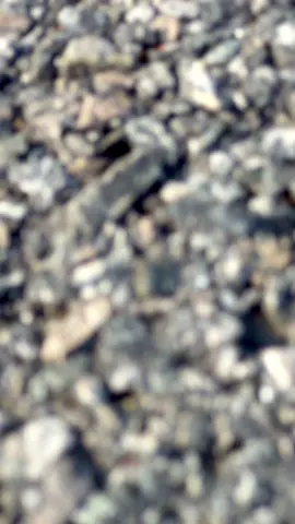 Đây là subby🤫#TikTokAwardsVN2023 #xuhuong #xuhuongtiktok #nttuan #theanh28 #pega #ninhthuan #xediendo 