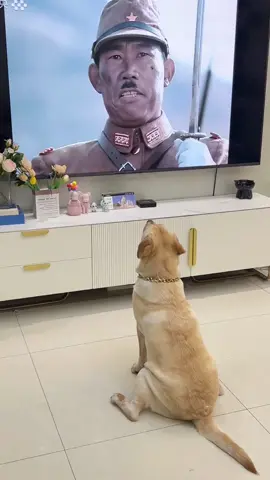 #dogsoftiktok #doglove #funny #tiktok #fyp 