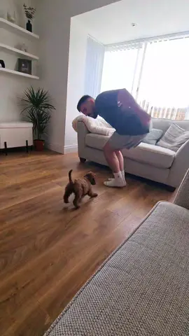 A 9 week old bundle of joy 🤎😆 #puppy #puppylove #puppysoftiktok #cockapoo #funny #imitation #laughs #fyp #foryou 