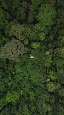 kalau tidak dari sekarang mau sampai kapan? #hutankalimantan #kalimantan 