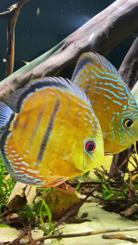 Đam mê của mình thì quanh quanh gói gọn chỉ có vậy... #thuysinh #cadia #discusfish #discusfishtank #aquarium #hoangda #xuhuong #xuhuongtiktok #trending 