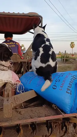 ฝึกทุกคันค่ะ🤣🤣#บักมีโชค #หมาตลก #ทาสหมา #หมาชอบเที่ยว 