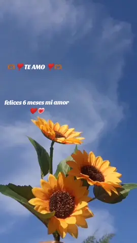 #CapCut @Alejandro Farías Te amo mi amor gracias  por estos 6 meses a tu lado gracias por pasar los mejores 💞💗💕😻✨