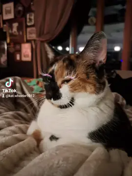 Polly is over my shit, but look at those lashes though 😺 #cathouse #cattok #catsshelter #crazycatlady #catfilter #catfilterchallenge 