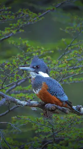 Una hermosa Martín pescador espera pacientemente en  una rama sobre el río la presencia de algún pez que pueda capturar… Sony A1 + Sony 200-600 G #AlphaUniverseLatin #SonyAlpha #SonyAlphaPartners #BeAlpha #AlphaTips #SonyAlphaChile #jpdelaharpe #birdsoftiktok #kingfisher #avesdechile #nature #relaxingvideos #asmr #animalsoftiktok #nature #naturaleza #fotografia 