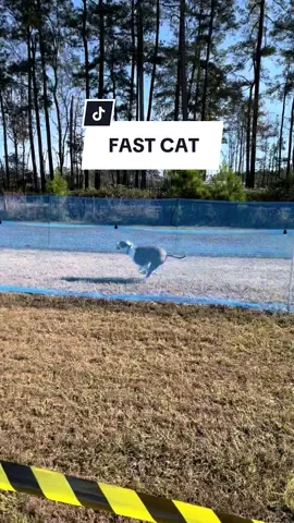 FAST CAT 💪🏼 Wally crushed it!!! #dogsports #bullybreed #fastcat #amstaff #americanstaffordshireterrier 