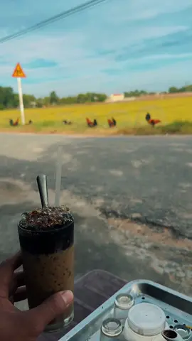 Chủ nhật z là ok ròi . Cuối tuần zui vẻ ae #xuhuong #xuhuongtiktok #gàchoivietnam🇻🇳 #ffws2023 #gàchienđấu #gà_chọi_việt_nam #thugian 