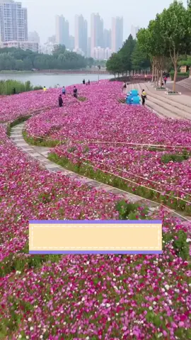 Hoa sao nhái xiu xinh lun nha #hoasaonhai #hoatet #hoa #hoanghuong 