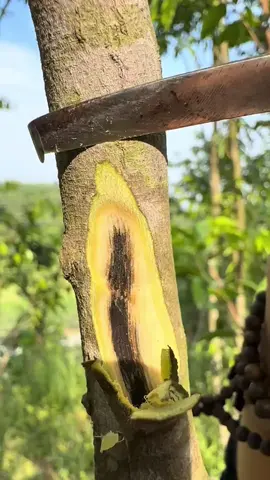 The cultivated Kynam agarwood trees do not require any liquid injection; they can naturally produce black agarwood resin. If you use a drill to make holes, the tree, when injured, will generate a significant amount of natural agarwood resin. It's entirely natural and pure.#Agarwood #Agarwoodtree #AgarwoodChina #Kynam #Kynamtree #KynamAgarwood #Qinan #Chenxiang #QinanChenxiang #沉香 #沉香树 #奇楠树 #奇楠沉香 