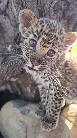 Baby Piet  #tiktok #leopard #leopardcub #cub #rescue #wildanimals #africa #onlyinafrica #piet  #mypets #animals #tiktoksouthafrica #Love 