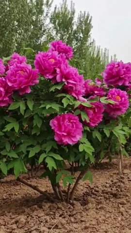 #beautiful flowers #beautiful scenery #beautiful music 🌷💝💝💚💚💙💙💚❤️💚💚❤️‍🔥💐💐💐