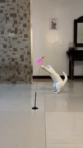 Perfect to sa mga working furparents para hindi bored yung mga pusa nyo sa bahay 😻 #cattoy #catinteractivetoy #catteaserwand #catteasersoftfeather #cat #catsoftiktok #fyp #foryou #foryoupage #fypシ 