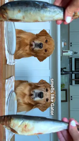 Turn your hekkin phone 🔃 #goldenretriever #tastetest #dogsoftiktok 