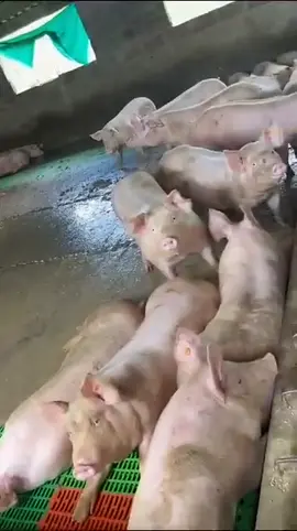 el que se mueve me lo como en Diciembre #nadivad #añonuevo #cerdoalaparrilla #cerdostiktok #quedelicia #manjar #🤣😅🤣😅🤣😅😅😅😅👍👍 #comtenido #humor 