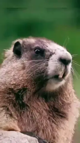 #prairie #dogs #screaming prairie dogs screaming😥