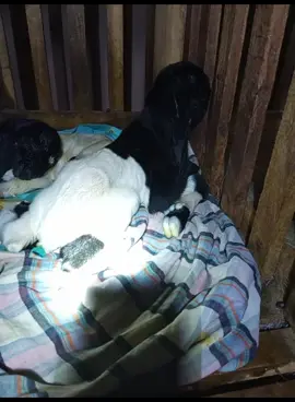 telah lahir sepasang cempe putu BRAHMANA #kambingetawaseni #etawaindonesia #peranakanetawakaligesing #kambingetawapati #kambingetawaindonesia #susukambingetawaoriginal 