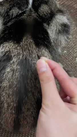 Twist n’ Turn Tickled Kitty! 🌀😸 #catvideosontiktok  #scratchycat  #twistycat