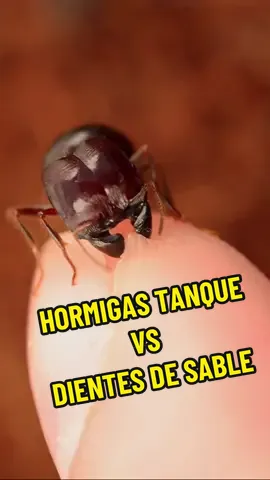 Hormigas Tanque VS Hormigas Dientes de Sable #anthouse #hormiguero #fyp #viral #hormigas #insectos #curiosidades #documental #natureza 