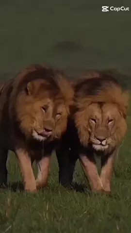 #viralvideo #twolions🦁🦁twobrothers👑👑 . @najeeb Margun 555 
