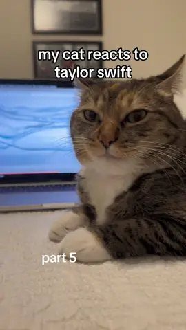 the swifties have been asking for more taylor swift reactions, so here you go! 💗 #taylorswift #swifties #1989TaylorsVersion #isitovernow #cats #taylorsversion #swifttok #catsoftiktok #cat #fyp