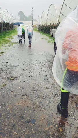 Ngày hôm nay của mình như con hạc #workingholiday #farm #australia #462 