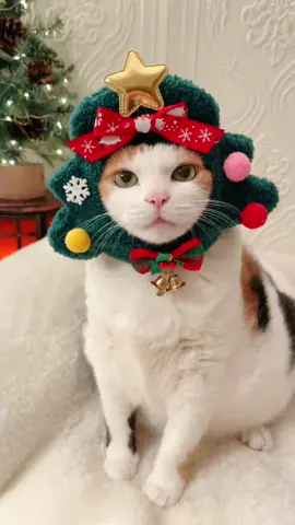 The cutest Tree Hat 👉🏻 #linkinbio #cats #catsoftiktok 