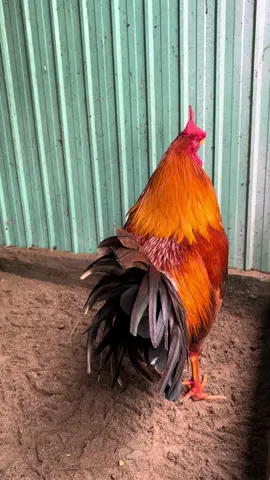 Con chim ẩn náu lâu ngày sẽ bay rất cao, Bông hoa nở sớm sẽ nhanh chóng héo tàn .