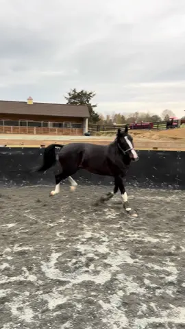 Hubert enjoying some round pen playtime. #NationalChampion #Champion #DutchHarnessHorse #Stud #Stallion #ApprovedStallion #KWPN #PearmanRanch #Equine #Equestrian #Horse #SaddleSeat #ShowHorse #HorseShow.