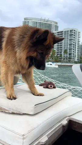 Good catch! 🐺🐻 #germanshepherd #dogsoftiktok #funnydogs #puppy #fyp #viral #boatlife 