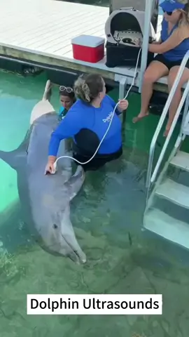 #______shark #_shark #America #atlanticocean #BeWhaleWise #blacktipreefshark #blacktipreefsharks #blacktipshark #blacktipsharks #blueshark #bullsharks #cagediving #Californiacoast #Christmas #cutesharks #deadshark #divingandshark #divinginsharks #divingshark #divingsharkattack #divingsharks #divingwith shark #dolphin #fishingashark #fishingshark #fishingsharkbite #fishingsharkvideos #fishingtheshark #fishshark #fishsharkattack #fishsharkgame #fishsharkin aquarium #fishsharktales #fishsharktank #fishsharkvideos #Florida #foryou #foryoupage #fyp #Galeocerdonidae #giantoceanmonsters #giantsharkintheocean #giantwhiteshark #goblinsharks #greatwhites #greatwhiteshark #greatwhitesharkdiving #greatwhitesharkfacts #greatwhitesharks #greatwhitesharkweek #greenlandshark #greyshark #hammerhead #hammerheadshark #helpsavesharks #humpbackwhale #killershark #killerwhalepredation #killerwhales #killerwhalevsdolphin #knowyoursharks #landbasedwhalewatching #mackerelshark #mackerelsharks #Majesticseacreatures #makoshark #marlin #Natgeoexplorers #OceanExploration #oceangianthuman #oceangiantmonsters #oceangiantmouth #oceangiants #oceanlife #oceanlife0217 #OceanPredator #oceansharkgirl #oceansharkkeelung #oceansharkpart2 #oceansharktransition #oceansharkvideos #oceansharkwave #oceansharkwhale #orca #orcaincident #orcas #orcashark #orcasharkfacts #orcasharkfshark #orcasharkincident #orcasharkorcasharkattack #orcatilikumvideo #orcavsdolphin #orcavshiu #orcavshuman #orcavssharks #orcawhale #Orcinusorca #redseashark attack #rescuesharks #saveoursharks #saveshark #savesharks #seashark #seasharkgirl #seasharkvehicle #seasharkvideos #seasharkvoice #seaworldsharkincident #seeingsharkunderwater #shark #sharkaddicts #sharkaholic #sharkanatomy #sharkandorca #sharkattack #sharkattack shark #sharkattack underwater #sharkawareness #sharkbaby #sharkbackyard #sharkbait #sharkbateau #sharkbehavior #sharkbite #sharkbreach #shark