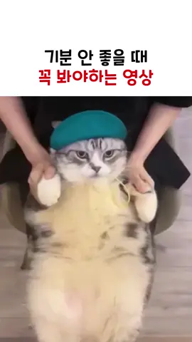 #동물영상 #힐링 #귀여운영상 #고양이 #냥냥이 #고양이춤_챌린지 #우울할때 #냥집사 #해피유머