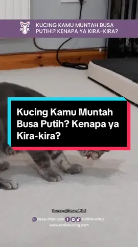 Kucing kamu muntah busa putih? kira-kira kenapa ya? . . . . #radiokucing #petshopbandung #petshoponline #petshopbandungid #kucing #kucinglucu #kucinggemes #videokucinglucu #videokucing  #faktakucing #faktaunikkucingoren 