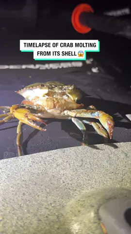 I had no idea crabs did this!? 😱 🎥 Viralhog #UNILAD #fyp #foryou #foryoupage #crab #crabs #sealife #timelapse #seacreatures #coolstuff