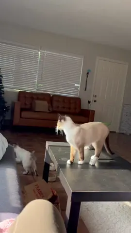 Cat bumps into couch trying to jump from the table 